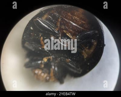 Ashy Gray Lady Beetle (Olla v-nigrum) Stock Photo