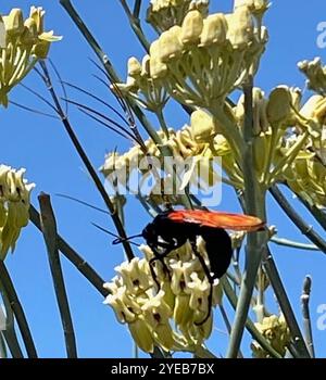 Thisbe's Tarantula-hawk Wasp (Pepsis thisbe Stock Photo - Alamy