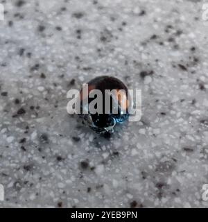 Ashy Gray Lady Beetle (Olla v-nigrum) Stock Photo