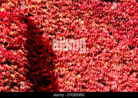 Boston Ivy (Parthenocissus tricuspidata) growing on building wall, London, UK Stock Photo