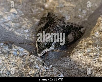 Hagen's Sphinx (Ceratomia hageni) Stock Photo