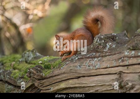 Red squirrel sitting on a tree truck eating a hazelnut, close up Stock Photo