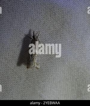 Elegant Grass-veneer (Microcrambus elegans) Stock Photo