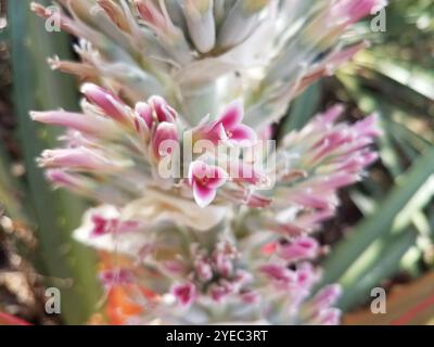 piñuela (Bromelia pinguin Stock Photo - Alamy