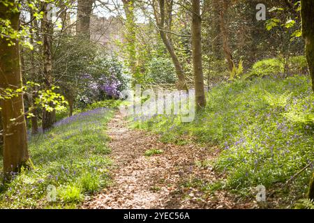 Footpath through bluebell woods in spring, with Muncaster Castle in the background. Lake District, Cumbria, UK Stock Photo