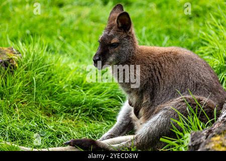 Young female macropodidae kangaroo sitting on the meadow Stock Photo