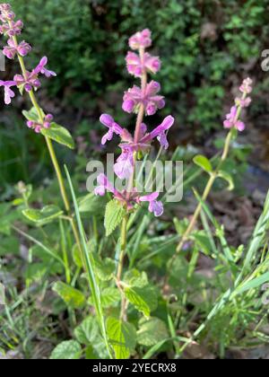 California Hedge Nettle (Stachys bullata) Stock Photo