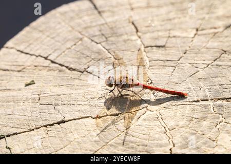 Red dragonfly, ruddy darter (Sympetrum sanguineum) resting on tree stump Stock Photo