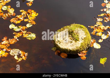 Tree stump in a lake surrounded by floating autumn leaves Stock Photo