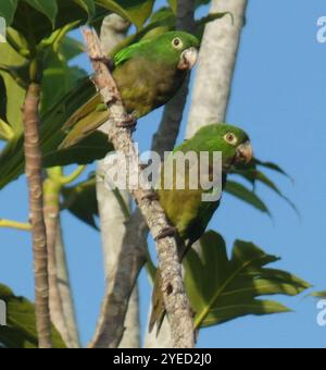 Olive-throated Parakeet (Eupsittula nana) Stock Photo