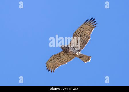 A short-toed snake eagle, Circaetus gallicus, also known as just the short-toed eagle, in flight. Stock Photo