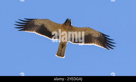 A short-toed snake eagle, Circaetus gallicus, also known as just the short-toed eagle, in flight. Stock Photo