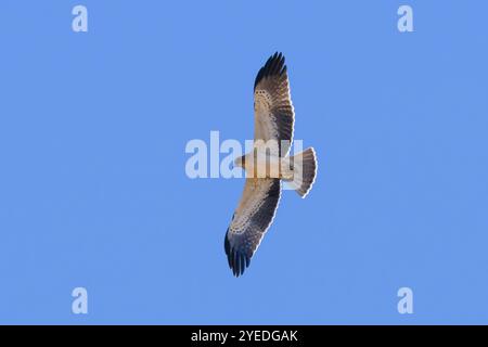 A booted eagle, Hieraaetus pennatus,  but also classified as Aquila pennata, in flight. Stock Photo