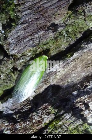 Banana Cockroach (Panchlora nivea Stock Photo - Alamy