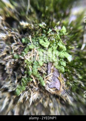 Flat-leaved Scalewort (Radula complanata) Stock Photo