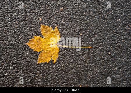 A Leaf Flattened On A Road After Falling In Autumn Stock Photo