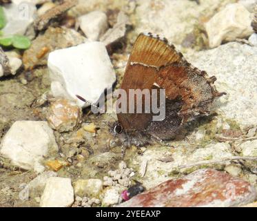 Henry's Elfin (Callophrys henrici Stock Photo - Alamy