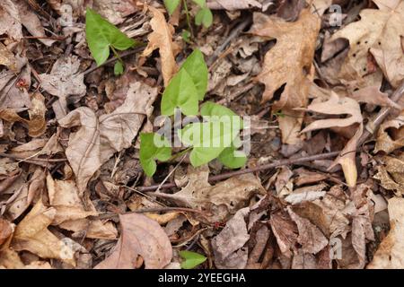 Halberd-leaved violet (Viola hastata) Stock Photo