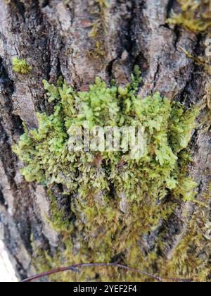 Flat-leaved Scalewort (Radula complanata) Stock Photo