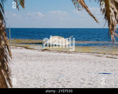 Framed by Palm Fronds Sailboat turned upside down on beach. After storm surge from Hurricane Helene. North Shore Park in St. Petersburg, Florida. View Stock Photo