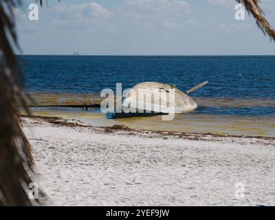 Framed by Palm Fronds Sailboat turned upside down on beach. After storm surge from Hurricane Helene. North Shore Park in St. Petersburg, Florida. View Stock Photo