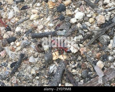 Red Bull Ant (Myrmecia gulosa) Stock Photo