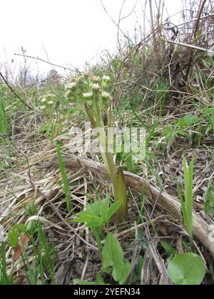 woolly-butterbur-petasites-spurius-stock-photo-alamy
