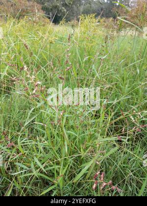 Jungle Rice (Echinochloa colonum Stock Photo - Alamy