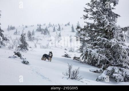 A husky dog runs through a snowy forest, its fur blending with the winter landscape Stock Photo