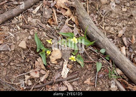 Halberd-leaved violet (Viola hastata) Stock Photo