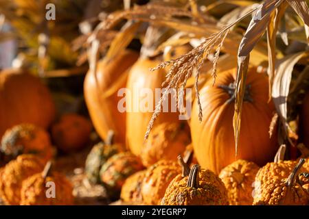 Corn tassel framed view of a pumpkin and gourd autumn harvest. Stock Photo