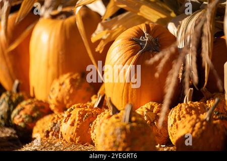 Corn tassel framed view of a pumpkin and gourd autumn harvest. Stock Photo