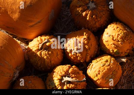 Gourd and wart pumpkins lay on a bed of hay. Stock Photo