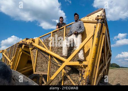 Farm hands working on a sugarcane plantation in Sunset, Louisiana, USA Stock Photo