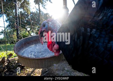 An African American farmer hand feeds his turkeys in Sunset, Louisiana, USA. Stock Photo