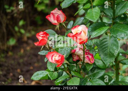 Red and white bicolored rose flowers with raindrops close-up on a green blurred background. Red and white bicolored rose with water drops after rain. Stock Photo