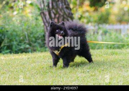 A cute dog walking along a riverside in Pyeongnae-dong, Namyangju-si, Gyeonggi-do, Korea. Stock Photo