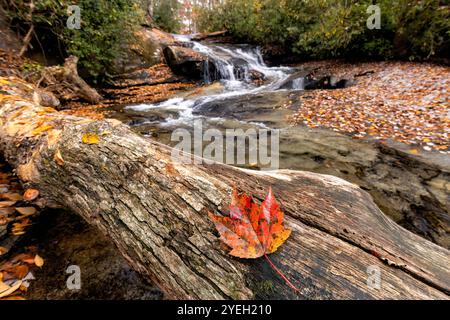 Close up of a maple leaf in autumn - Cove Creek, Pisgah National Forest, near Brevard, North Carolina, United States Stock Photo