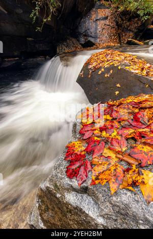 Colorful fall leaves on rocks - Looking Glass Creek in autumn - Pisgah National Forest, near Brevard, North Carolina, USA Stock Photo