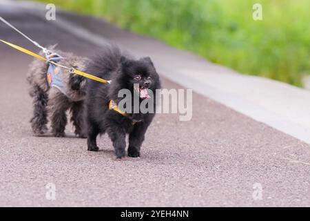 A cute dog walking along a riverside in Pyeongnae-dong, Namyangju-si, Gyeonggi-do, Korea. Stock Photo