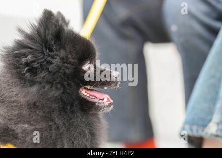 A cute dog walking along a riverside in Pyeongnae-dong, Namyangju-si, Gyeonggi-do, Korea. Stock Photo