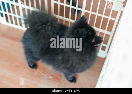 A cute dog walking along a riverside in Pyeongnae-dong, Namyangju-si, Gyeonggi-do, Korea. Stock Photo
