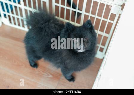 A cute dog walking along a riverside in Pyeongnae-dong, Namyangju-si, Gyeonggi-do, Korea. Stock Photo
