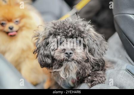 A cute dog walking along a riverside in Pyeongnae-dong, Namyangju-si, Gyeonggi-do, Korea. Stock Photo