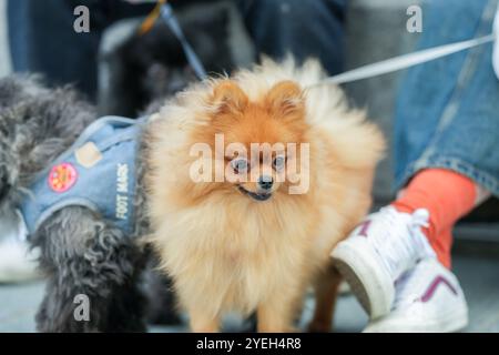 A cute dog walking along a riverside in Pyeongnae-dong, Namyangju-si, Gyeonggi-do, Korea. Stock Photo