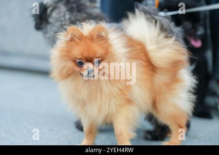 A cute dog walking along a riverside in Pyeongnae-dong, Namyangju-si, Gyeonggi-do, Korea. Stock Photo
