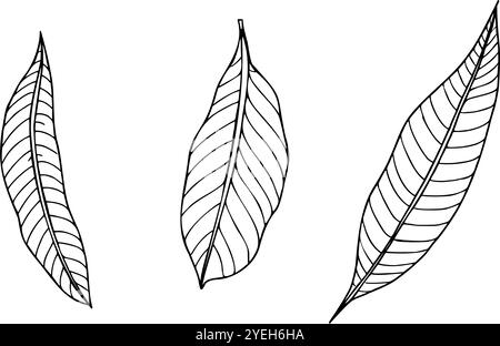 Three vector mango leaves line art black and white ink sketch. Narrow long leaf with veins monochrome hand drawn illustration. Floral elements Stock Vector