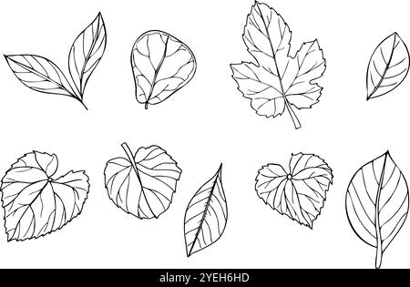 Set of tropical leaves vector isolated illustration painted by black inks. Dieffenbachia, Ficus, calathea, syngonium, ctenanta foliage Stock Vector