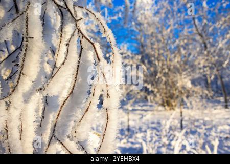 Close up at tree branches with hoarfrost in a beautiful snowy winter landscape Stock Photo