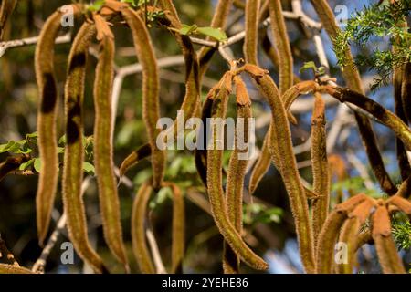 Long, curvy, fuzzy brown seed pods of Golden Trumpet tree, Handroanthus chrysotrichus, from Brazil, in Queensland garden, Australia. Stock Photo